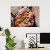 Poster Cochon - Cinq petits cochons et un poulet (Bureau à domicile)