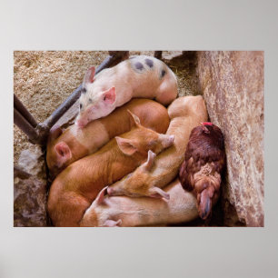 Poster Cochon - Cinq petits cochons et un poulet