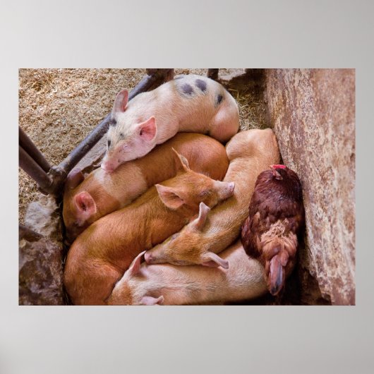 Poster Cochon - Cinq petits cochons et un poulet (Devant)