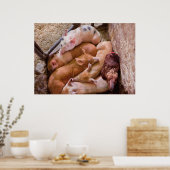 Poster Cochon - Cinq petits cochons et un poulet (Cuisine)
