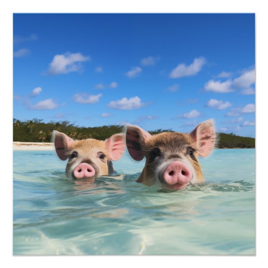 Poster Cochon de bain mignon Exuma Bahamas (Devant)