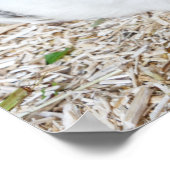 Poster Cochon de Guinée dans une cage (Coin)