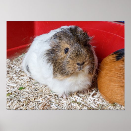 Poster Cochon de Guinée dans une cage (Devant)