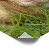 Poster Cochon de Guinée domestique mignon (Coin)