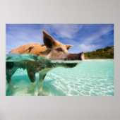 Poster Cochon de natation d'Exuma (Devant)