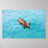 Poster Cochon de natation d'Exuma (Devant)
