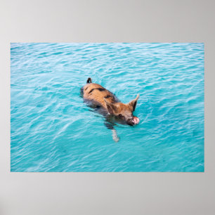 Poster Cochon de natation d'Exuma