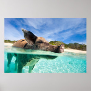 Poster Cochon de natation d'Exuma