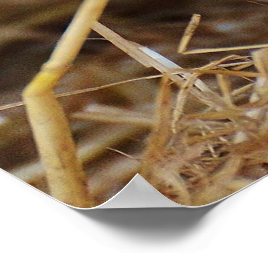 Poster Cochon doux (Coin)