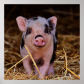 Poster Cochon doux (Devant)