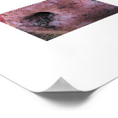 Poster Cochon fou (Coin)