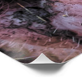 Poster Cochon fou (Coin)