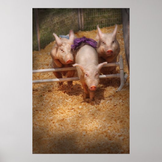 Poster Cochon - Franchir les obstacles (Devant)