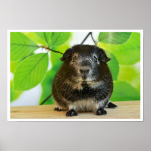 Poster Cochon mignon de Guinée Fox argenté