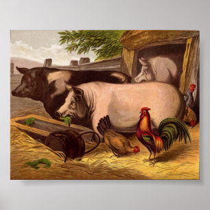 Poster Cochons dans le Barnyard