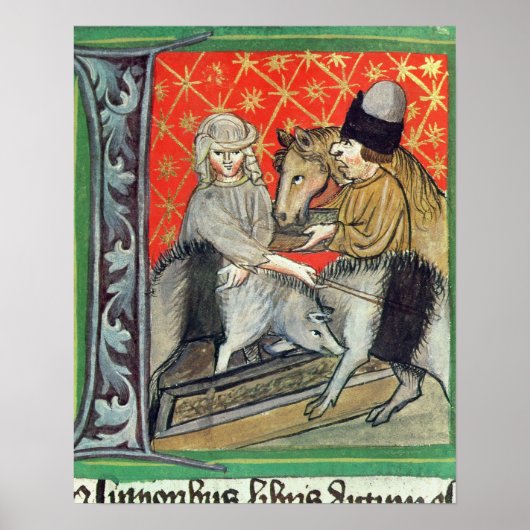 Poster Cochons d'élevage et chevaux (Devant)