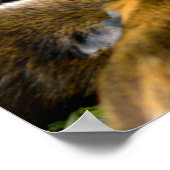 Poster Cochons d'Inde animaux mangeant des fruits (Coin)