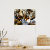 Poster Cochons d'Inde animaux mangeant des fruits (Cuisine)