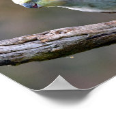 Poster Cockatiel budgerigar perched on branch postcard T- (Coin)