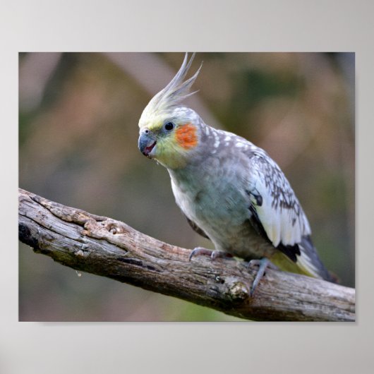 Poster Cockatiel budgerigar perched on branch postcard T- (Devant)
