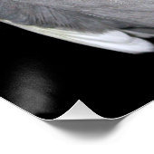 Poster Cockatiel d'oiseaux animaux domestiques (Coin)