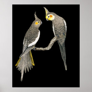 Poster Cockatiel Pair - Nymphicus hollandicus sur Black