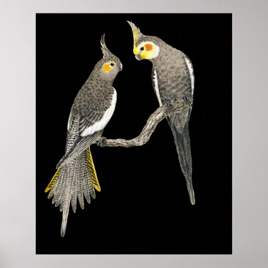Poster Cockatiel Pair - Nymphicus hollandicus sur Black (Devant)