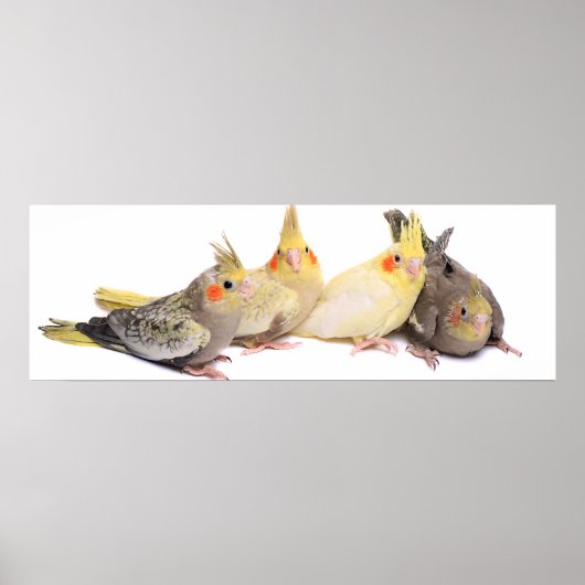 Poster Cockatiles (Devant)