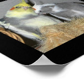 Poster Cockatiles (Coin)