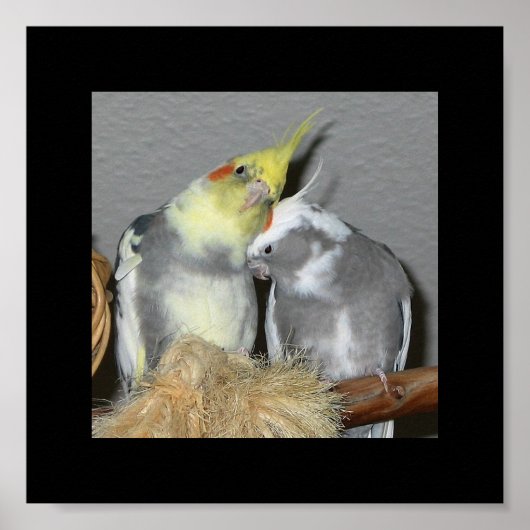 Poster Cockatiles (Devant)