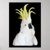 Poster Cockatoo 24x36" (Devant)