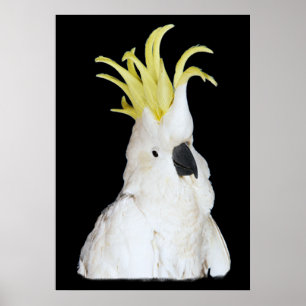 Poster Cockatoo 24x36"