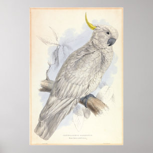 Poster Cockatoo à aigrettes de soufre