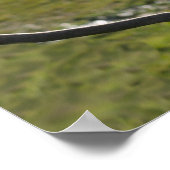 Poster Cockatoo à pois de soufre jaune australien (Coin)