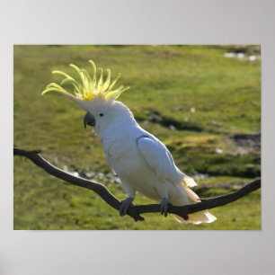 Poster Cockatoo à pois de soufre jaune australien