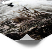 Poster Cockatoo À Pot De Soufre (Coin)