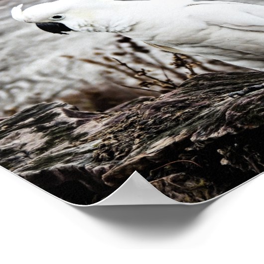 Poster Cockatoo À Pot De Soufre (Coin)