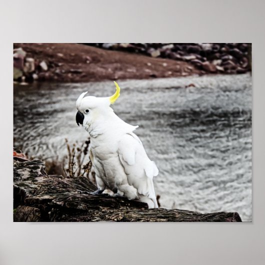 Poster Cockatoo À Pot De Soufre (Devant)