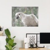 Poster Cockatoo australien au soufre limité (Bureau à domicile)