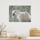 Poster Cockatoo australien au soufre limité (Cuisine)