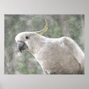 Poster Cockatoo australien au soufre limité