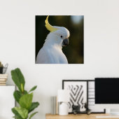 Poster Cockatoo blanc exotique (Bureau à domicile)