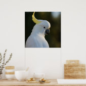 Poster Cockatoo blanc exotique (Cuisine)