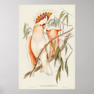 Poster Cockatoo du leader par Elizabeth Gould