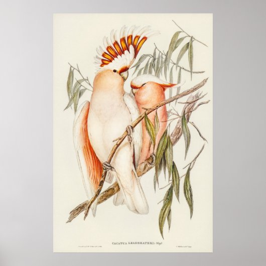 Poster Cockatoo du leader par Elizabeth Gould (Devant)