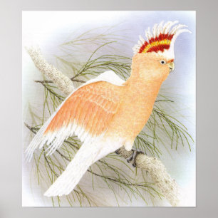Poster Cockatoo du major Mitchell - Plomb de Cacatua
