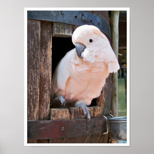 Poster Cockatoo Moluccan