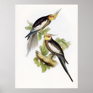 Poster Cockatoo Parrot Cockatiel