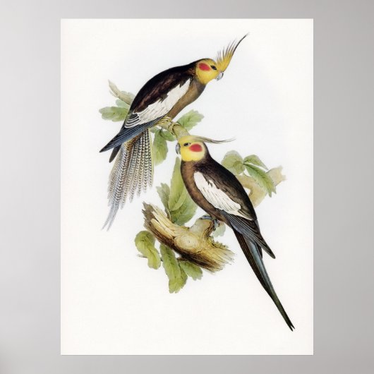 Poster Cockatoo Parrot Cockatiel (Devant)