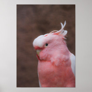 Poster Cockatoo rose